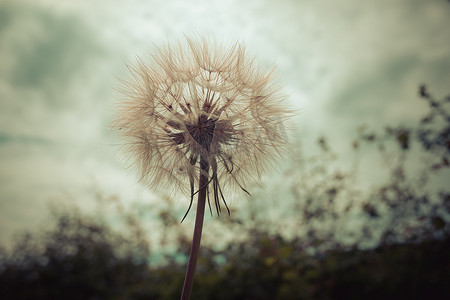 Tragopogon、goatsbeard 或婆罗门参就像一朵巨大的蒲公英花。