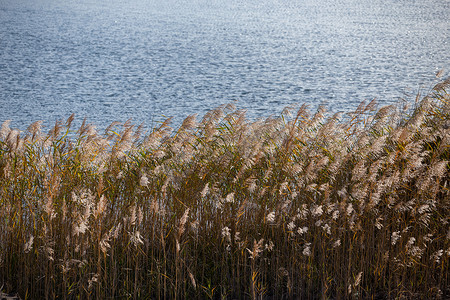 党课聚焦摄影照片_芦苇，常见的芦苇 - 日光下茂密的灌木丛，背景中的湖水面，背光。