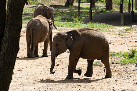 喂食时间过后，年轻的大象聚集成群