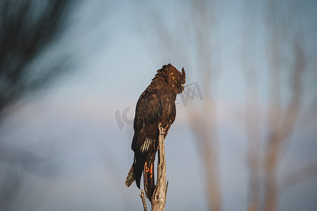 凤头鹦鹉摄影照片_光滑的黑凤头鹦鹉，阿勒达拉，新南威尔士州，澳大利亚。