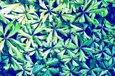 绿色植物发芽摄影照片_年轻绿色植物发芽的纹理。