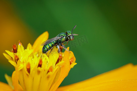 黄花上的汗蜂 (Halictidae) 采集花蜜的图像。