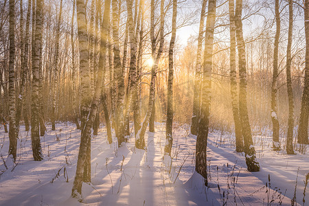 日落或日出在有冬天雪的白桦林里。