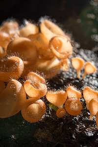 橙色蘑菇，雨林中的香槟蘑菇。