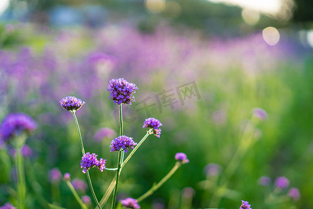 在美好的bokeh背景的马鞭草紫色花