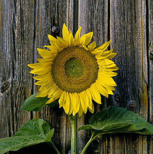 普罗旺斯木门上向日葵的特写