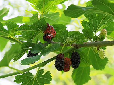 卡通桑树摄影照片_白桑树（Morus alba）