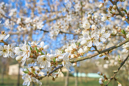 一枝梅花，春天的白花，盛开的梅树