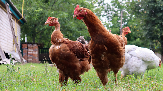 家谱棕色和白色的母鸡和公鸡在大自然中吃草，在乡村鸡舍附近的房子后院的户外。