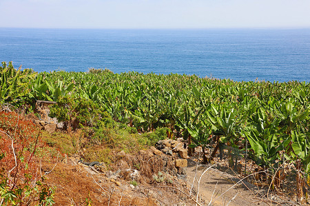 加那利群岛特内里费岛的香蕉种植园