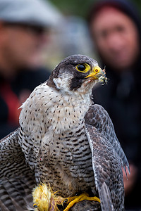 游隼（Falco peregrinus）。