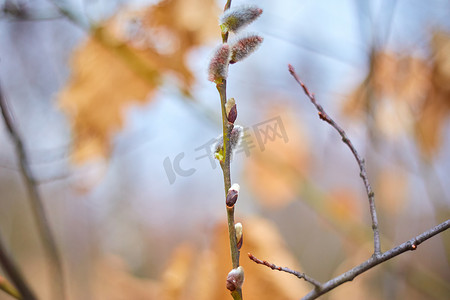 花枝鼠摄影照片_春林褪色柳花枝，选择性聚焦，模糊背景