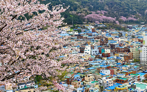 釜山甘川文化村的樱花树