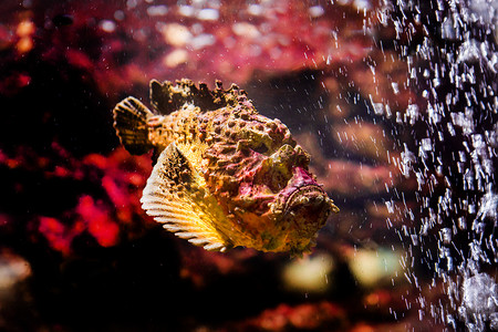 动物萤火虫摄影照片_观赏鱼与珊瑚和水生动物