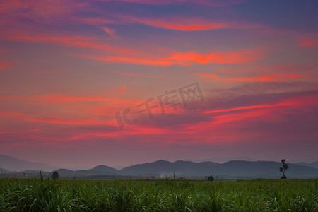 绿色田野玉米农场上方的日落