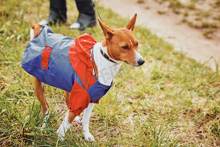 Basenji 狗肖像，穿着春天的衣服，在绿草的背景下在雨中散步。