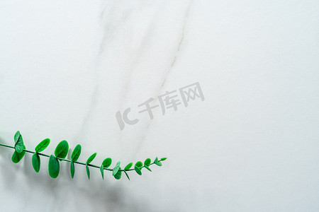 婚礼背景图白色摄影照片_白色色调大理石纹理抽象背景的顶视图，以绿色天然叶子作为框架装饰。白色色调大理石纹理抽象背景的顶视图，以绿色天然叶子作为框架。