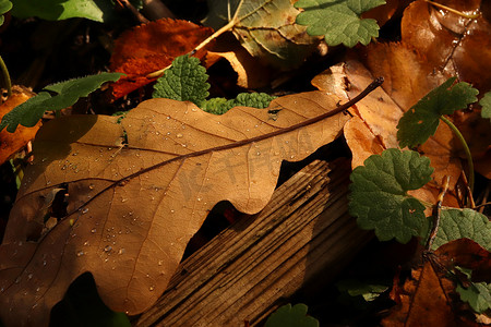 干树叶上有风化的木板、泉水和小水滴。