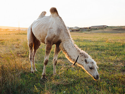骆驼在田野上吃草，太阳是新鲜空气