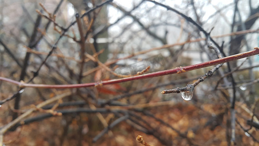 秋季水滴滴落的树枝特写宏观观