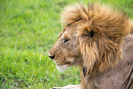 肯尼亚大草原上狮子脸部的特写