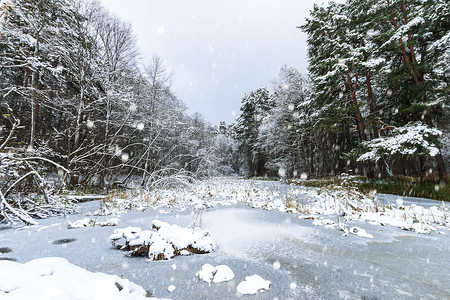 池塘覆盖着松树林的霜。