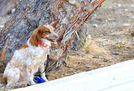 荷兰西班牙猎犬库克猎犬坐在公园里一棵大松树附近