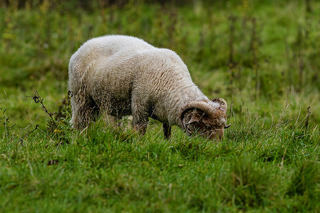 吃草的角波特兰羊