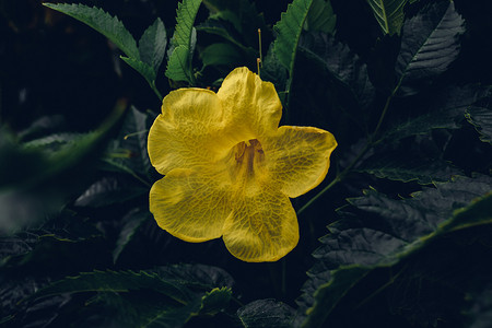 喇叭藤的黄色花朵