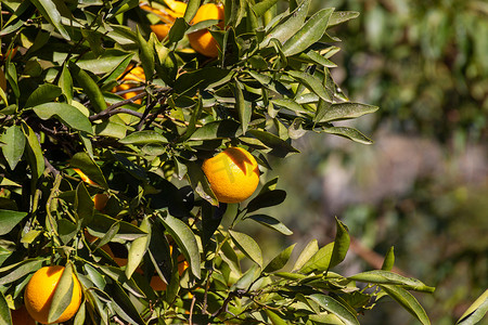 大橘摄影照片_橘子长在树上