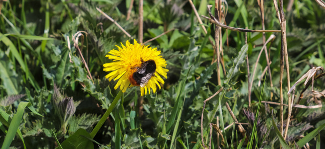 春天黄色蒲公英花上的昆虫和大黄蜂
