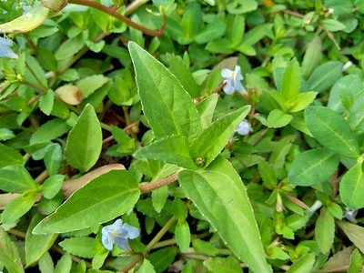 Acmella oleracea（牙痛植物、paracress、四川按钮、嗡嗡按钮、丁花、电雏菊）具有自然背景。