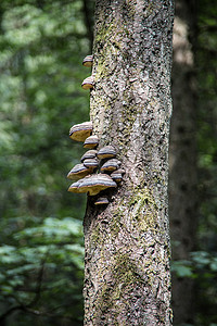 寄木摄影照片_有寄生树真菌的树干
