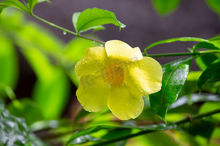 马达加斯加的黄色本土花，带小雨滴