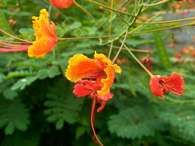 Caesalpinia pulcherrima（也称为凤凰木、孔雀花、红色天堂鸟、墨西哥天堂鸟、矮凤凰木、巴巴多斯骄傲、Flos Pavonis、花园绚丽花、Kembang Merak）。