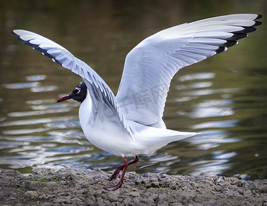 紅布摄影照片_黑头鸥 (Larus ridibundus) 鸟