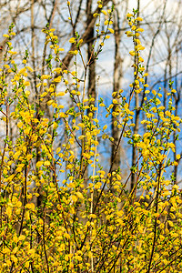 绿色的柳枝摄影照片_俄罗斯春季的柳枝