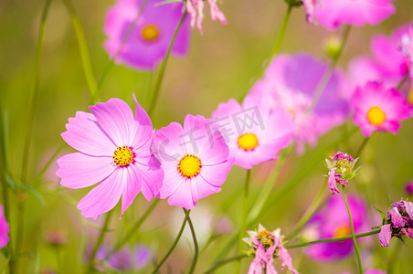 粉红色的波斯菊花。