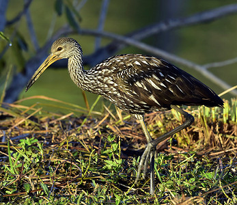 林普金 (Aramus guarauna)