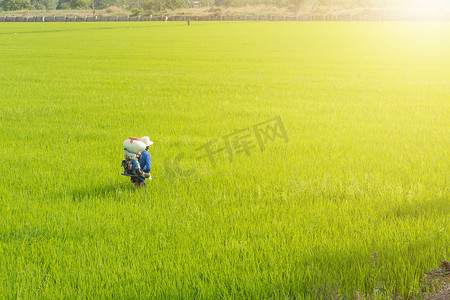 农民正在水稻中施肥。