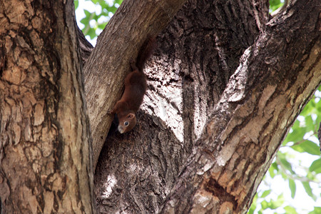 大尾巴松鼠摄影照片_公园大树上的松鼠