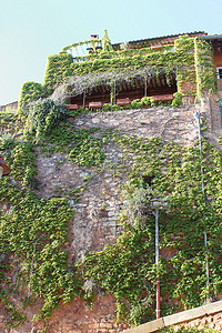 鲁西永，普罗旺斯，法国-长满常春藤的墙