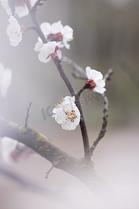 乌克兰基辅，2014 年 4 月：森林中野李的盛开