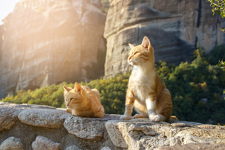 坐在阳光下的两只姜黄色流浪猫