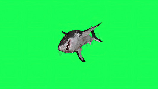 橙色大屏摄影照片_3d 插图-绿屏中的鲨鱼-背景