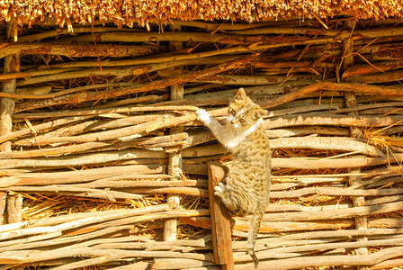 栅栏上的猫摄影照片_一只可爱的小猫爬上栅栏
