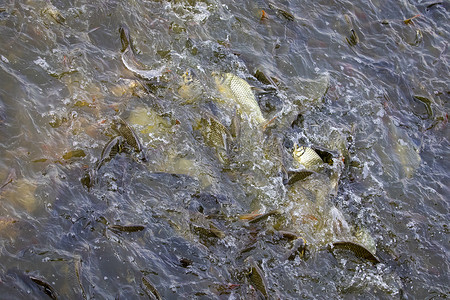 水中鱼群的图像（爪哇倒钩，银倒钩）。