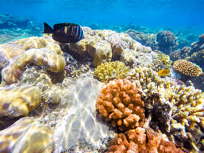 红海的珊瑚和鱼类。