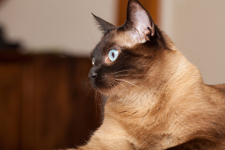 一只可爱的暹罗品种猫的肖像，有美丽的蓝眼睛