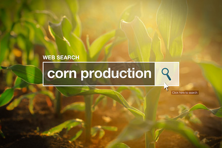 互联网浏览器搜索框中的玉米生产
